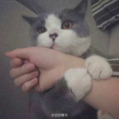 激萌三国志最新版下载